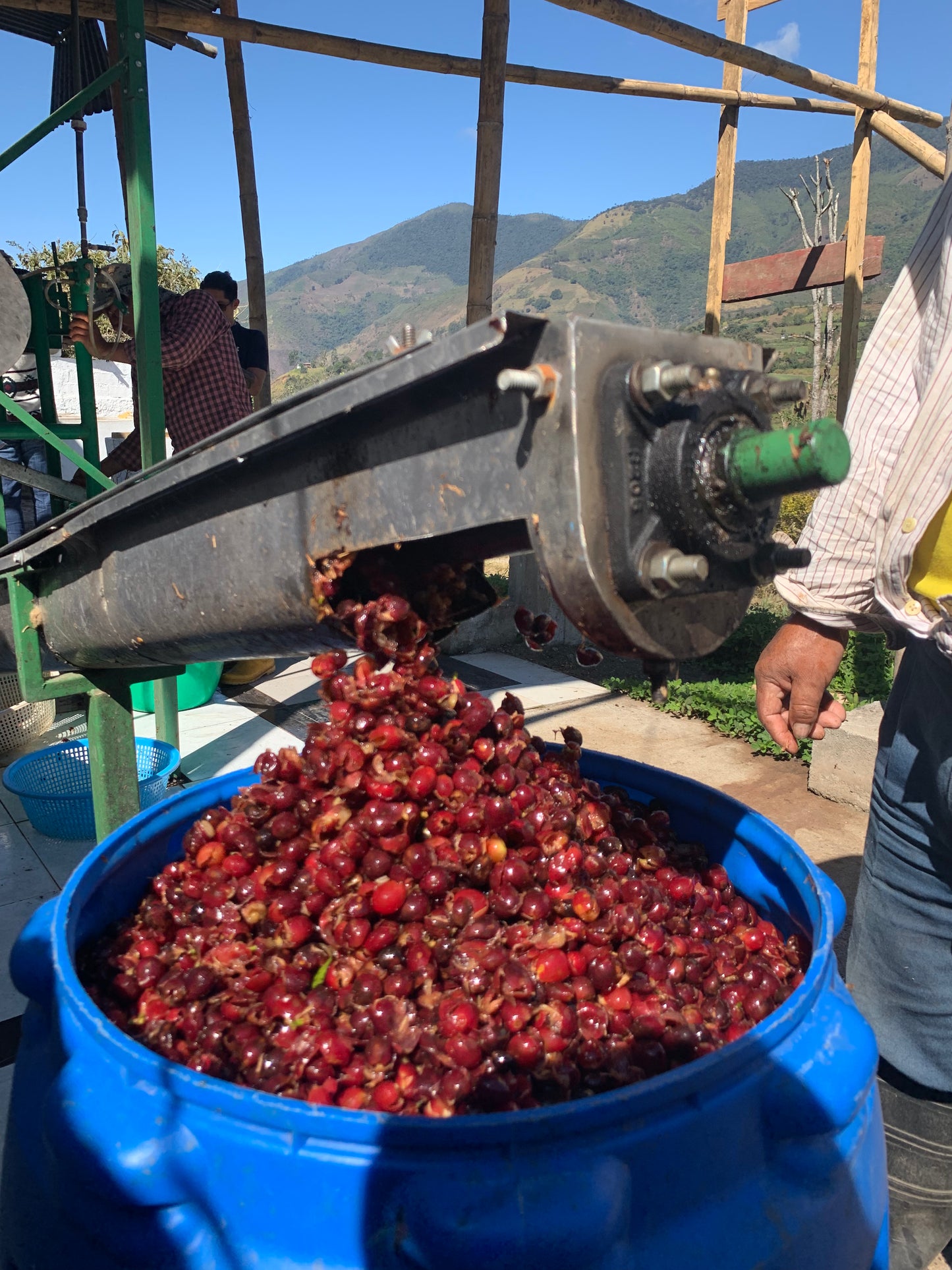 Sidra, Lavado (250g - 1kg)