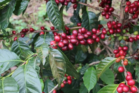 Pacamara, Zamora Chinchipe (250g - 1kg)