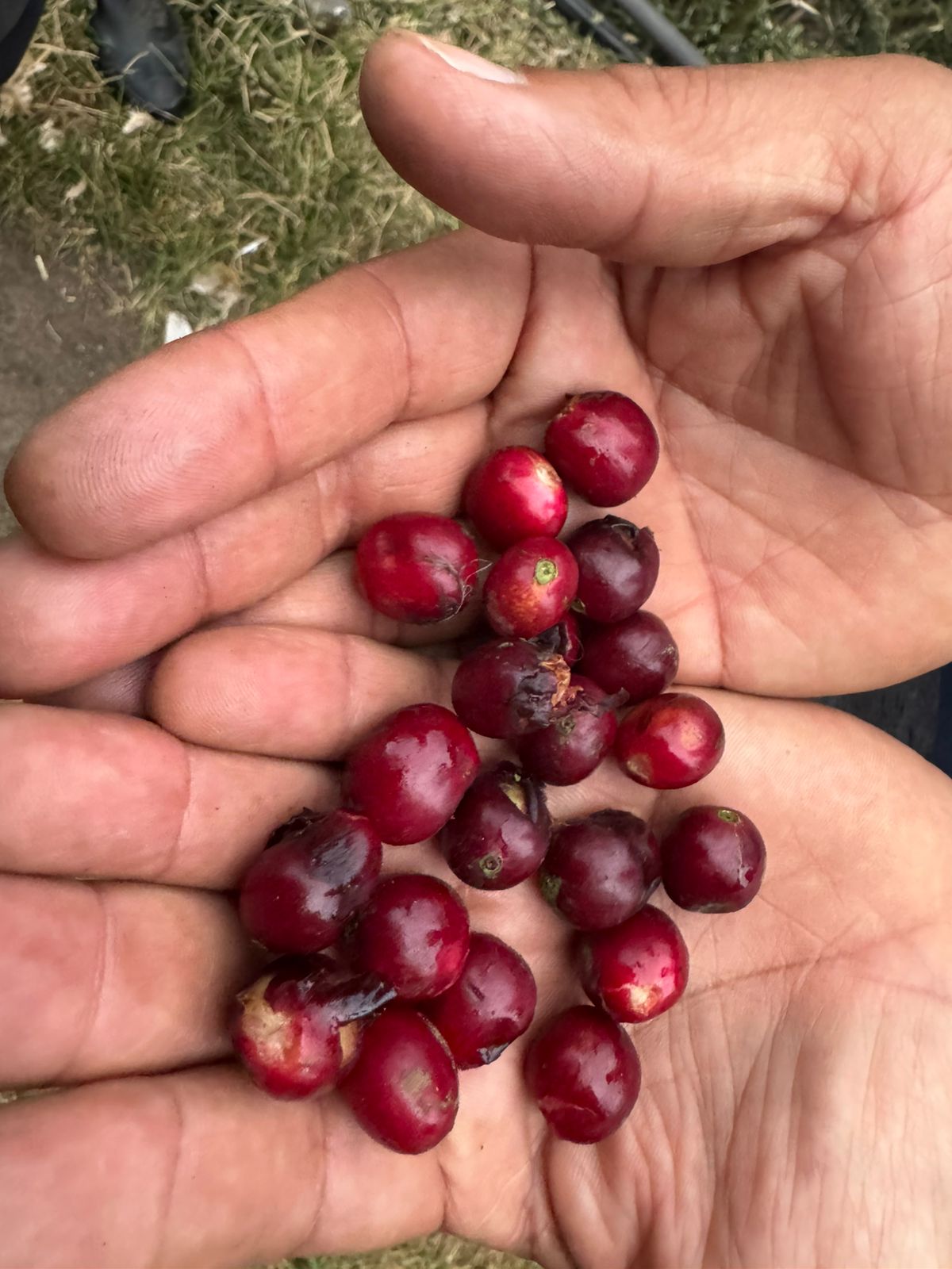 Typica Mejorado, Natural (250g - 1kg)