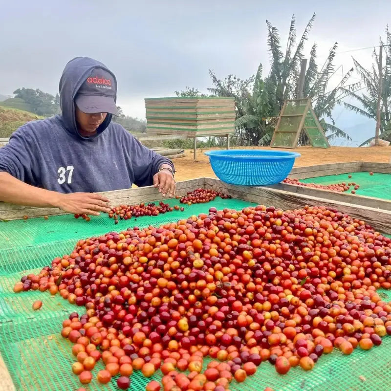 Typica Mejorado, Loja (250g - 1kg)