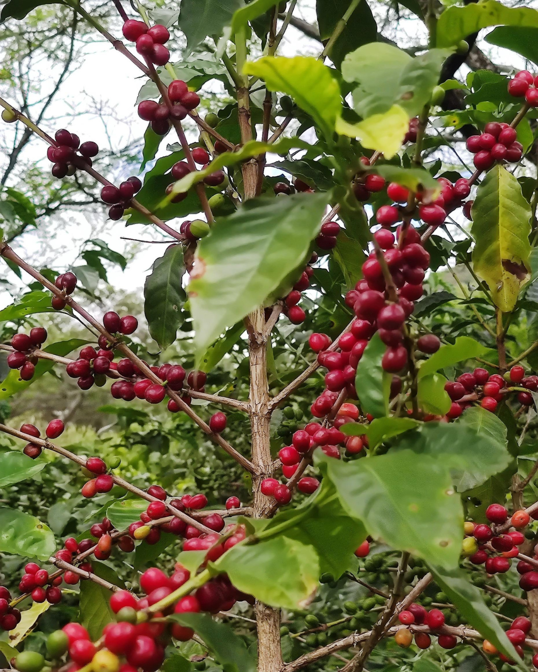 Farm: Finca Dalinda