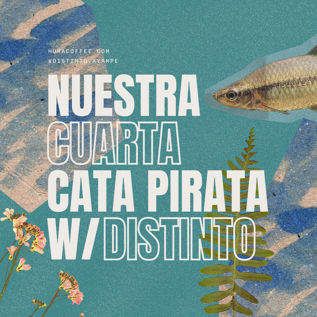 Cata Pirata w/ Distinto