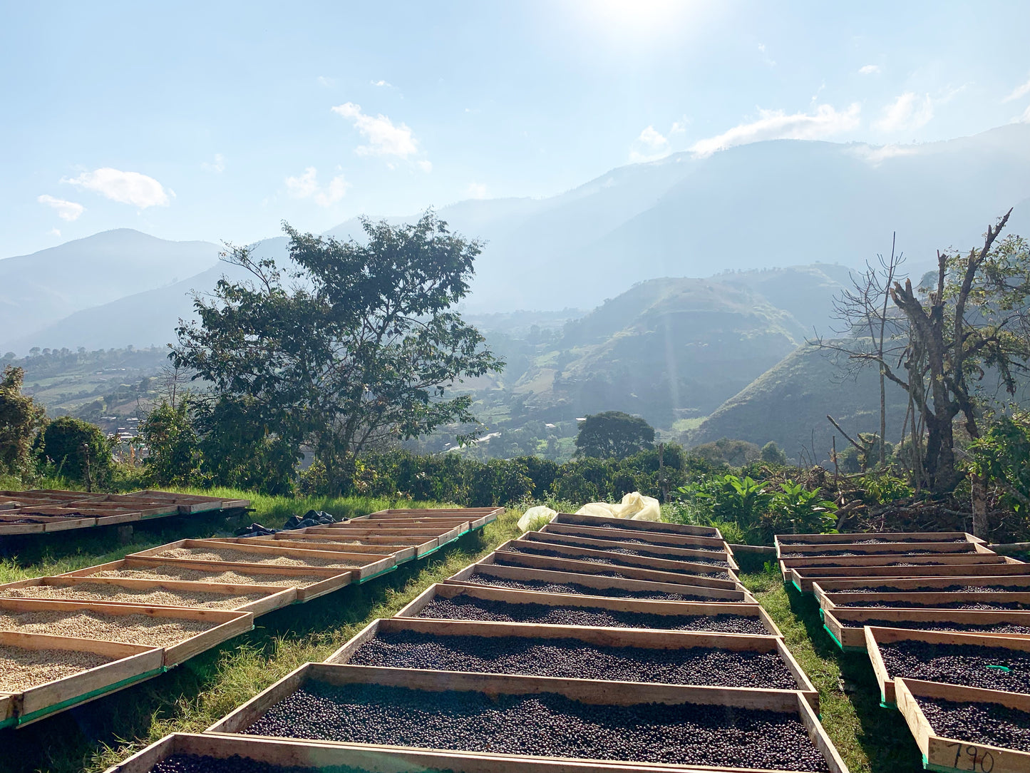 Finca Lugmapata – Sydra Washed Anaerobic (Green Coffee)