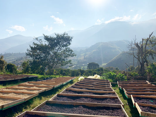 Finca Lugmapata – Sydra Washed Anaerobic (Green Coffee)