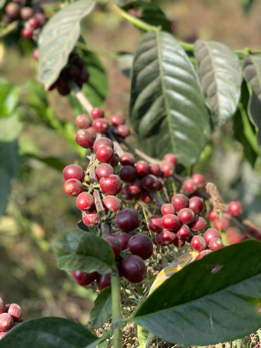 Typica Mejorado, Loja (250g - 1kg)